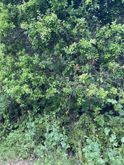 Schinus latifolia