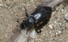 Nicrophorus guttula