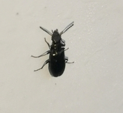 Salpingidae