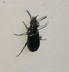 Salpingidae