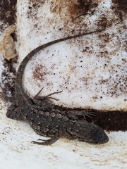 Sceloporus occidentalis