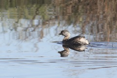 Poliocephalus poliocephalus