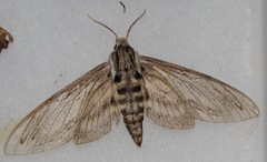Sphinx canadensis