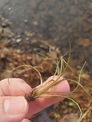 Eriocaulon aquaticum