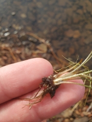 Eriocaulon aquaticum