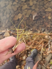 Eriocaulon aquaticum