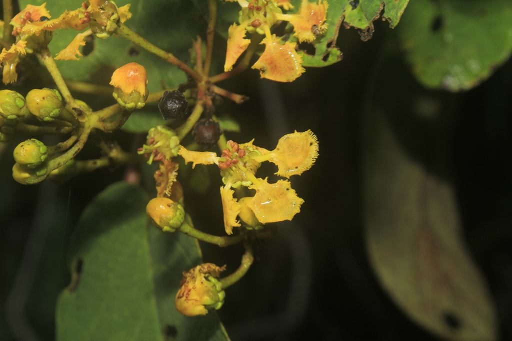 Stigmaphyllon bogotense
