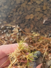 Eriocaulon aquaticum