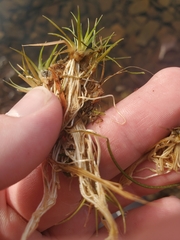 Eriocaulon aquaticum