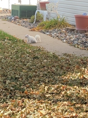 Sciurus carolinensis
