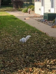 Sciurus carolinensis