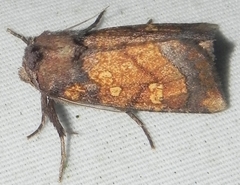 Papaipema impecuniosa