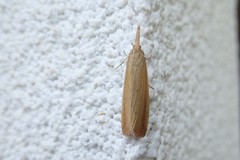 Schoenobius gigantella
