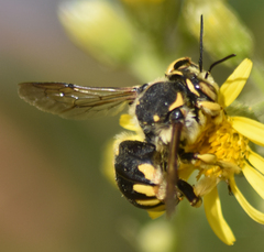 Anthidium florentinum