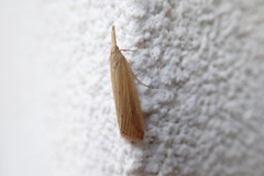 Schoenobius gigantella