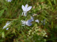 Lobelia appendiculata