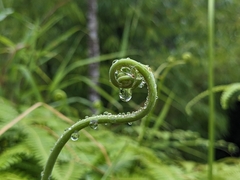 Gleichenella pectinata