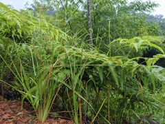 Gleichenella pectinata