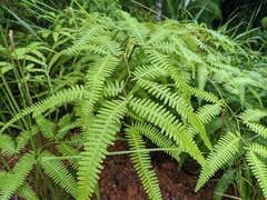 Gleichenella pectinata