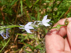 Lobelia appendiculata