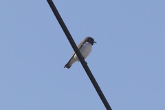 Artamus leucorynchus