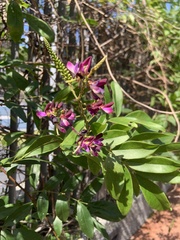 Wisteriopsis reticulata