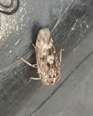 Stenidiocerus poecilus