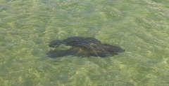 Trichechus manatus latirostris
