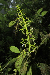 Palicourea