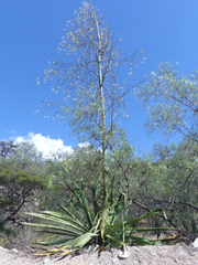 Furcraea