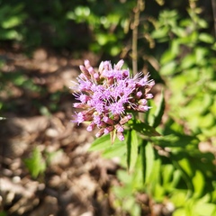 Chromolaena pulchella