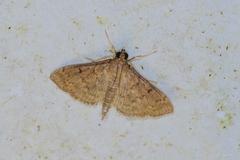 Herpetogramma phaeopteralis