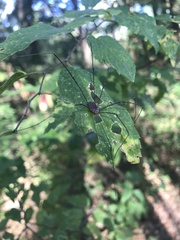 Leiobunum