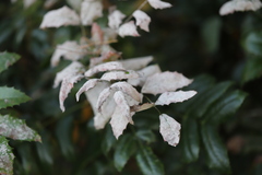 Erysiphe berberidis