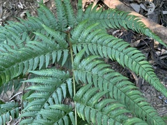 Dryopteris varia