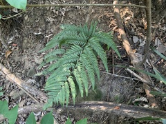Dryopteris varia