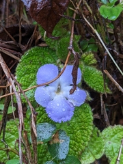 Episcia