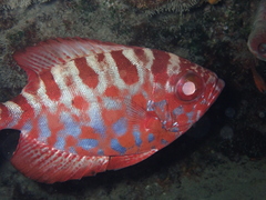 Heteropriacanthus fulgens