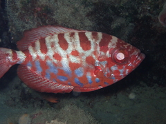 Heteropriacanthus fulgens