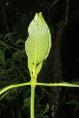 Palicourea