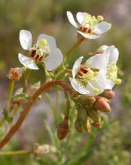 Chylismia claviformis aurantiaca