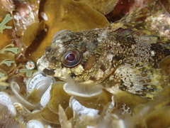 Lipophrys trigloides