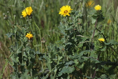 Reichardia tingitana