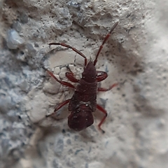 Oxycarenus