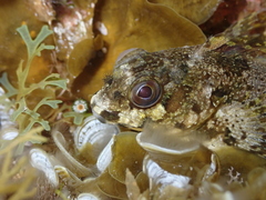 Lipophrys trigloides