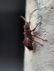 Oxycarenus