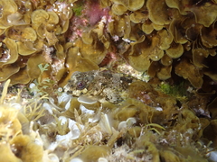 Lipophrys trigloides