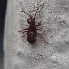 Oxycarenus