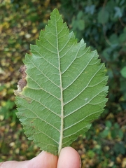 Ulmus minor