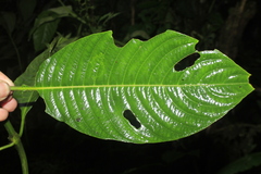 Palicourea